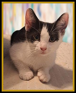 SHUNK, Adoptable, Kitten Female Domestic Short Hair.