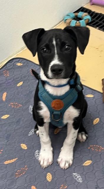 Mitchell, a Adoptable mixed breed in Manchester, TN image 1/2