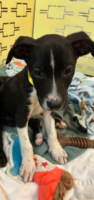 Enlarge Mitchell, a Adoptable mixed breed in Manchester, TN image 2/2