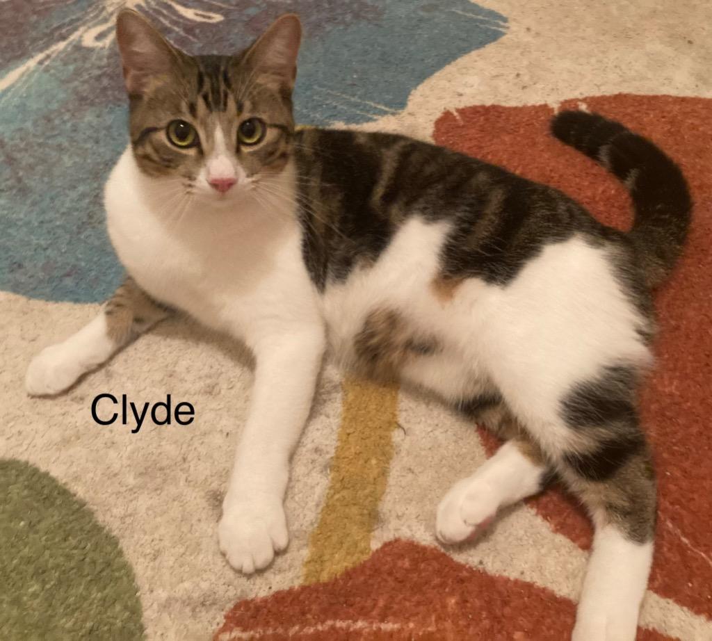 Clyde, Adoptable, Young Male Domestic Short Hair.