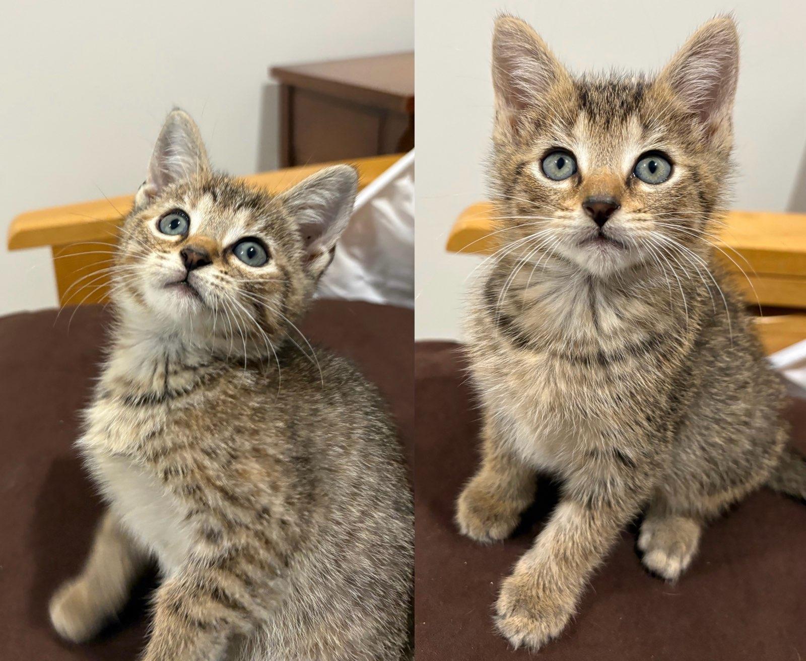 Enlarge Ink & Quill, a Adopted Domestic Short Hair in Seaford, DE image 1/1