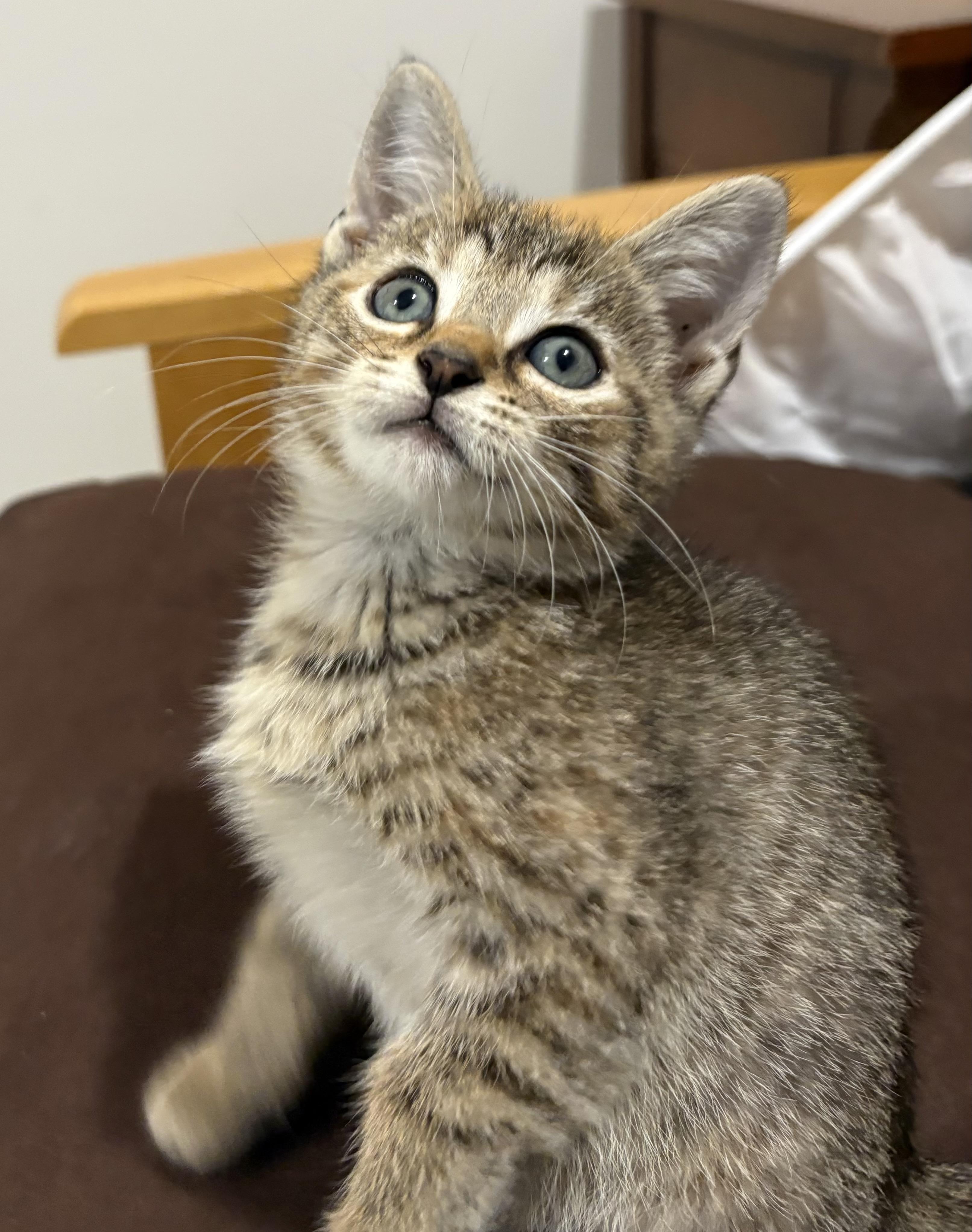 Ink & Quill, Adoptable, Kitten Female Domestic Short Hair.