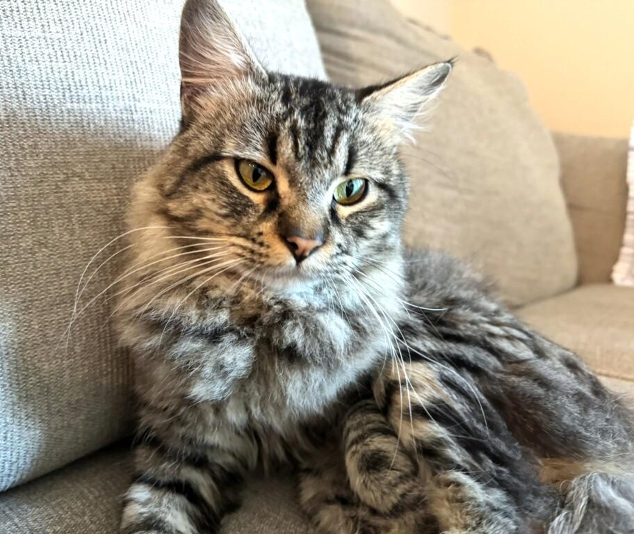 Enlarge Spencer, a Adoptable Tabby in New Albany, OH image 1/1