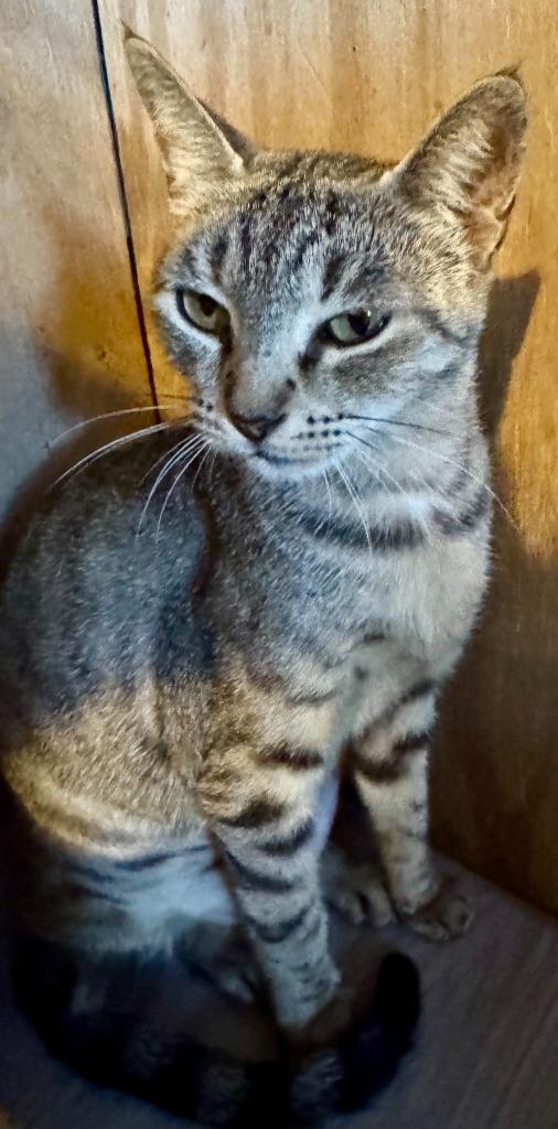 Enlarge Necklace, a Adoptable mixed breed in New Braunfels, TX image 1/3