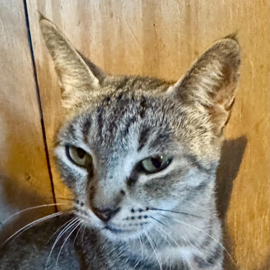 Enlarge Necklace, a Adoptable mixed breed in New Braunfels, TX image 2/3