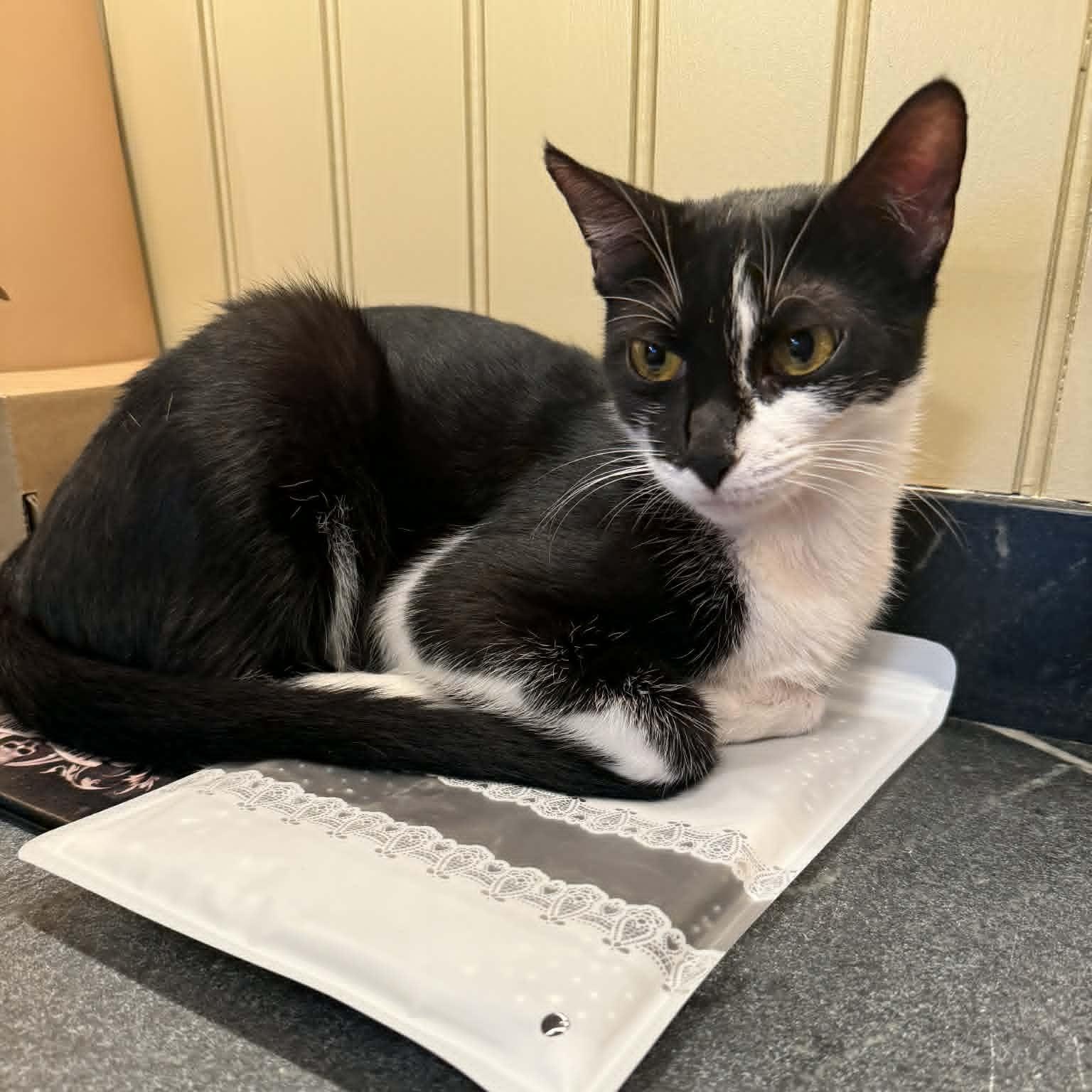 Lamborghini, an adoptable American Shorthair in Danbury, CT image 3/6