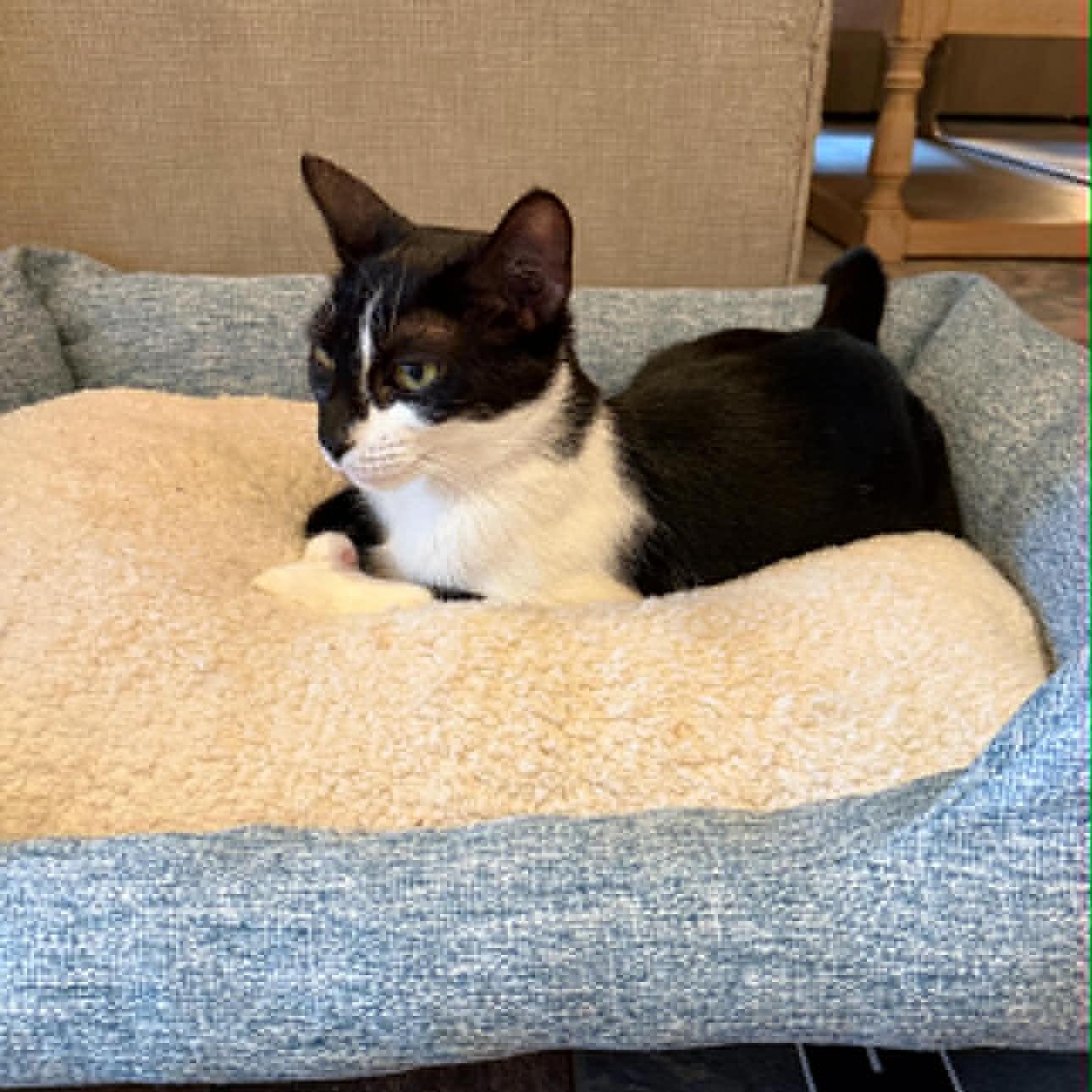 Lamborghini, adoptable, Young Female American Shorthair.