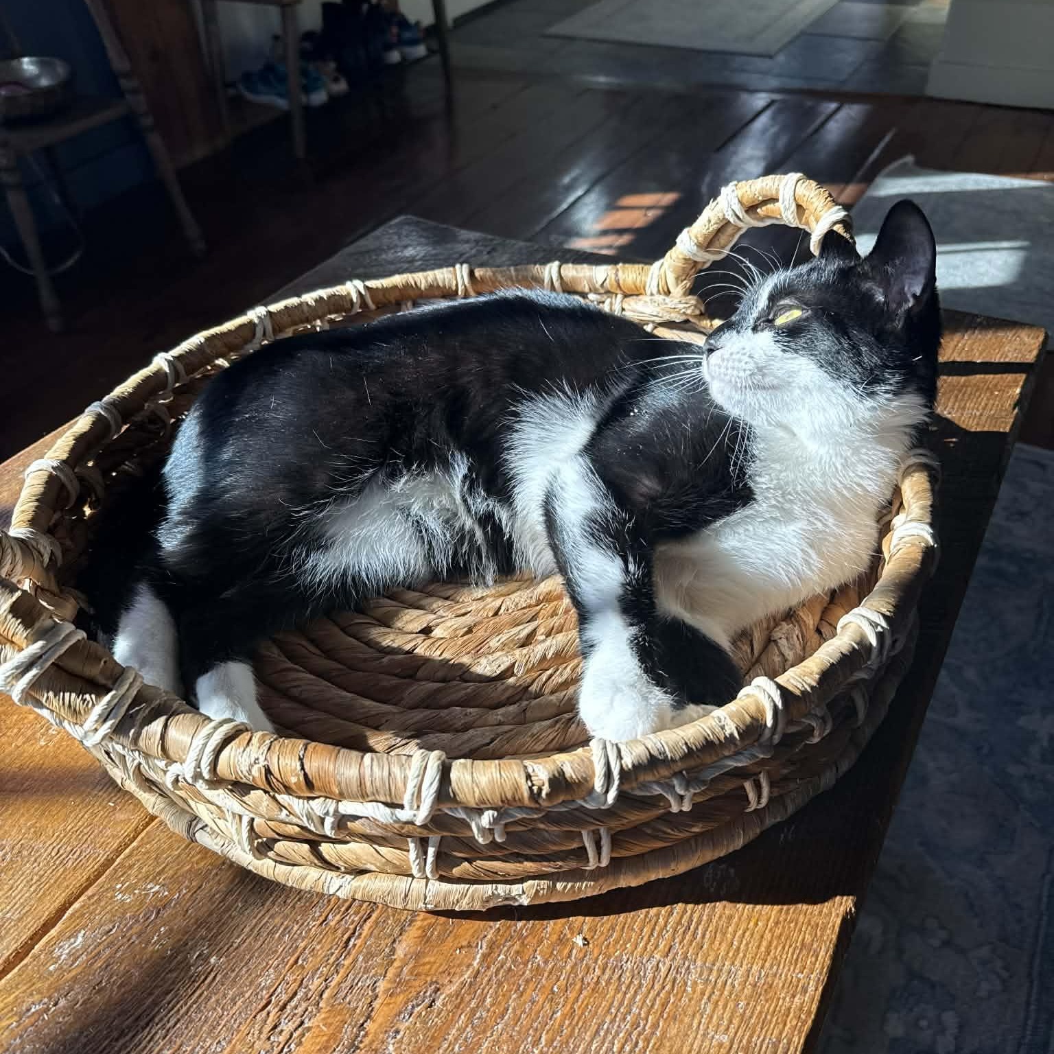 Enlarge Cat of the Month!, an adoptable American Shorthair in Danbury, CT image 1/6