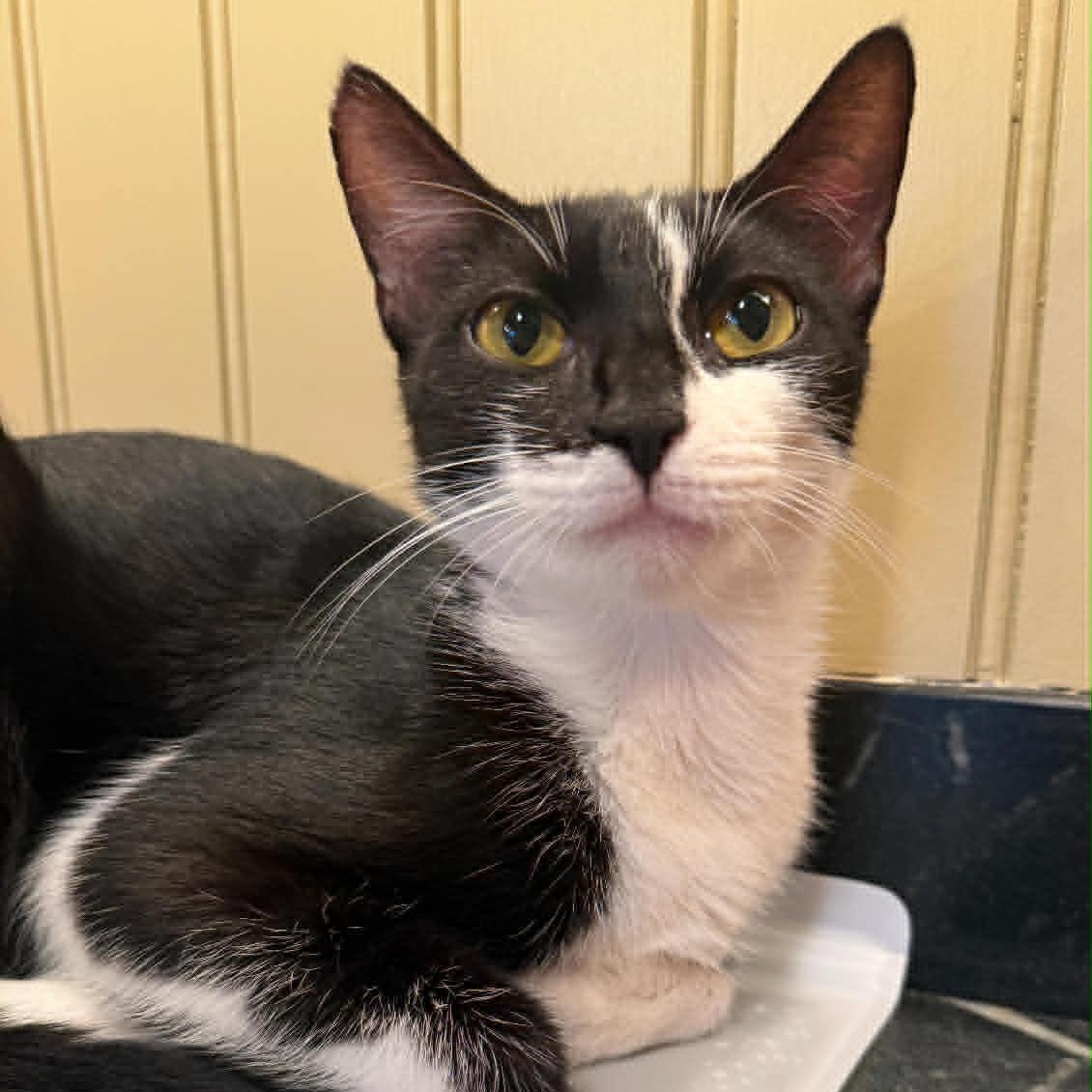 Lamborghini, adoptable, Young Female American Shorthair.