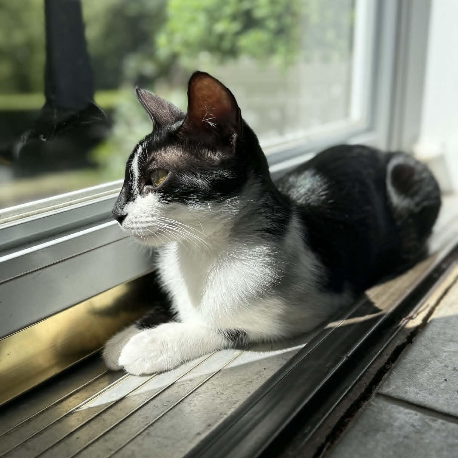 Cat Of The Month! thumbnail 4