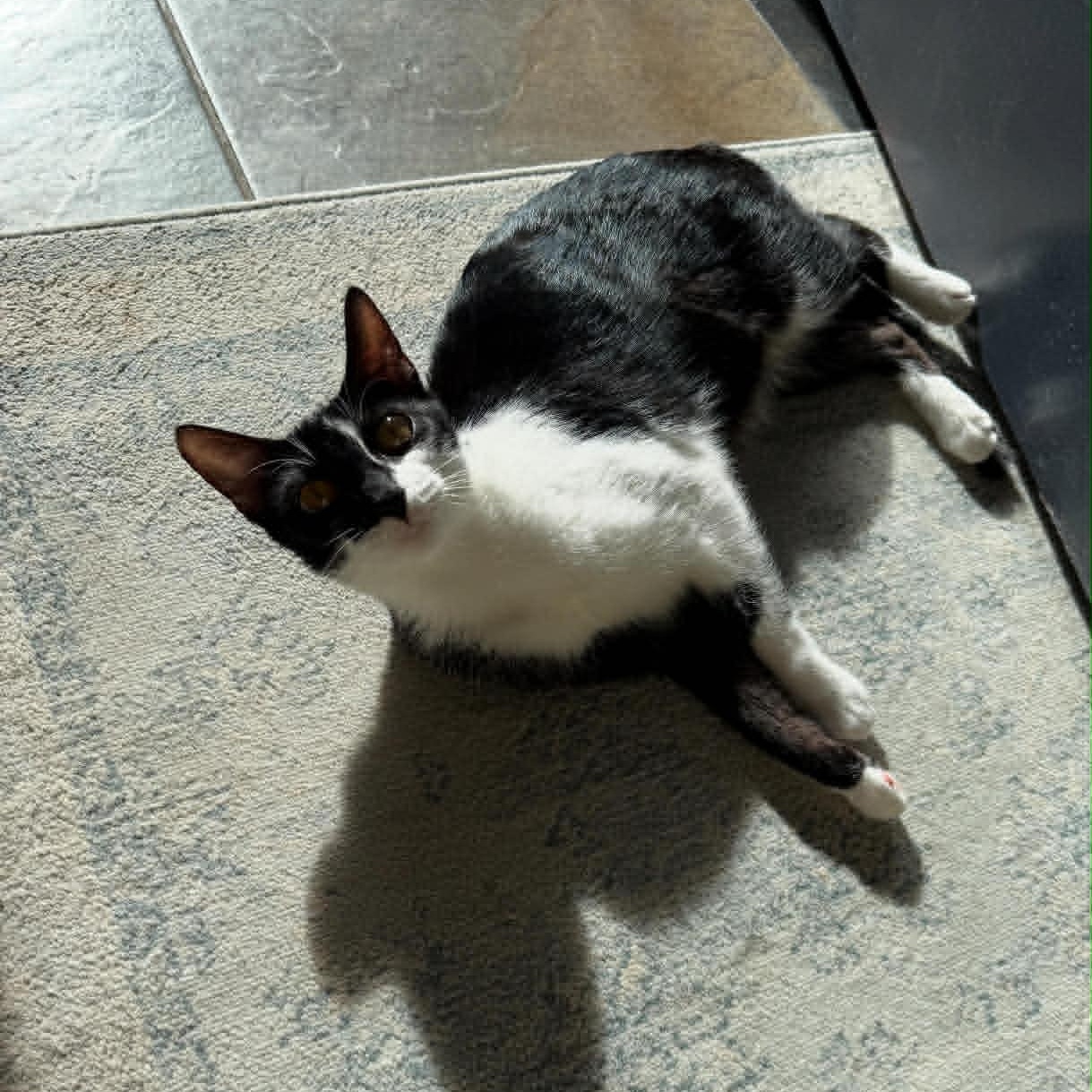 Lamborghini, an adoptable American Shorthair in Danbury, CT image 3/5