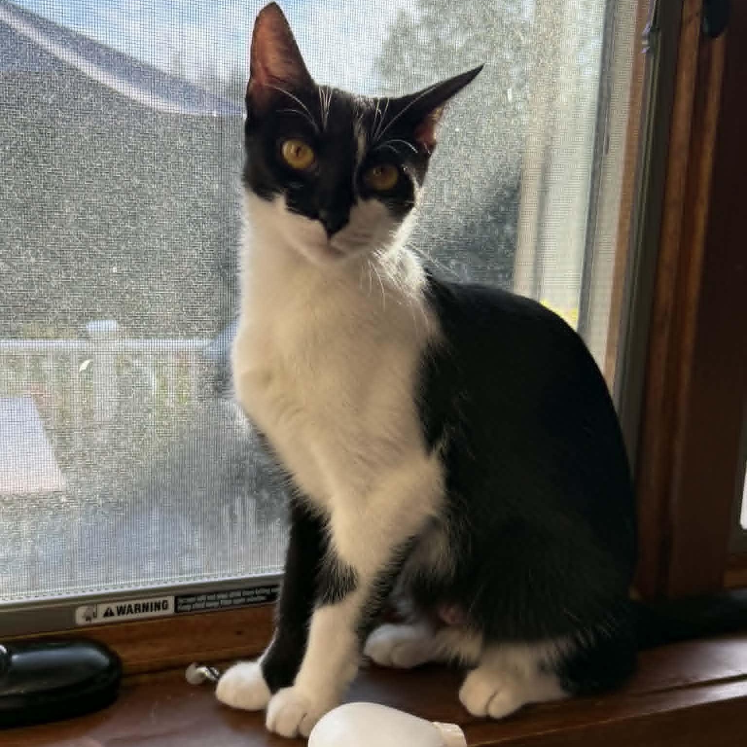 Lamborghini, an adoptable American Shorthair in Danbury, CT image 1/6