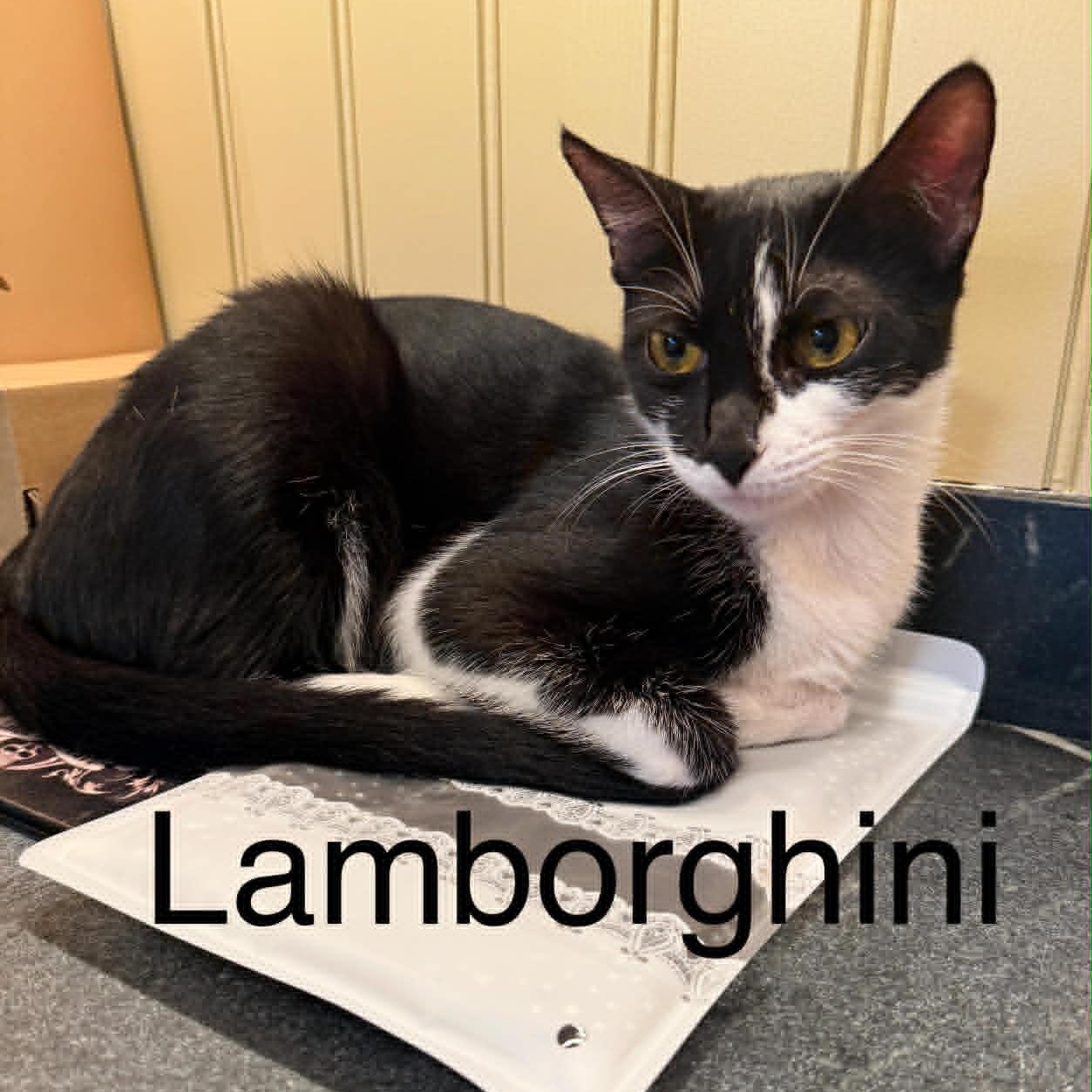 Lamborghini, an adoptable American Shorthair in Danbury, CT image 4/5