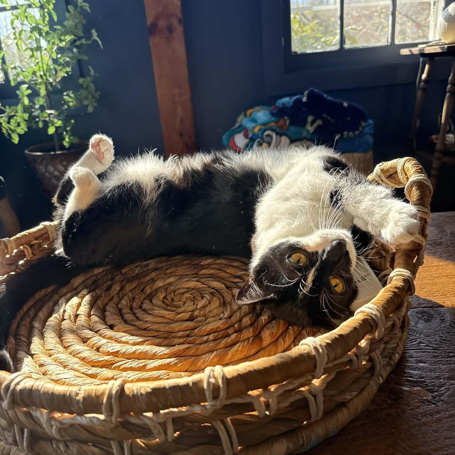 Enlarge Cat of the Month!, an adoptable American Shorthair in Danbury, CT image 5/6