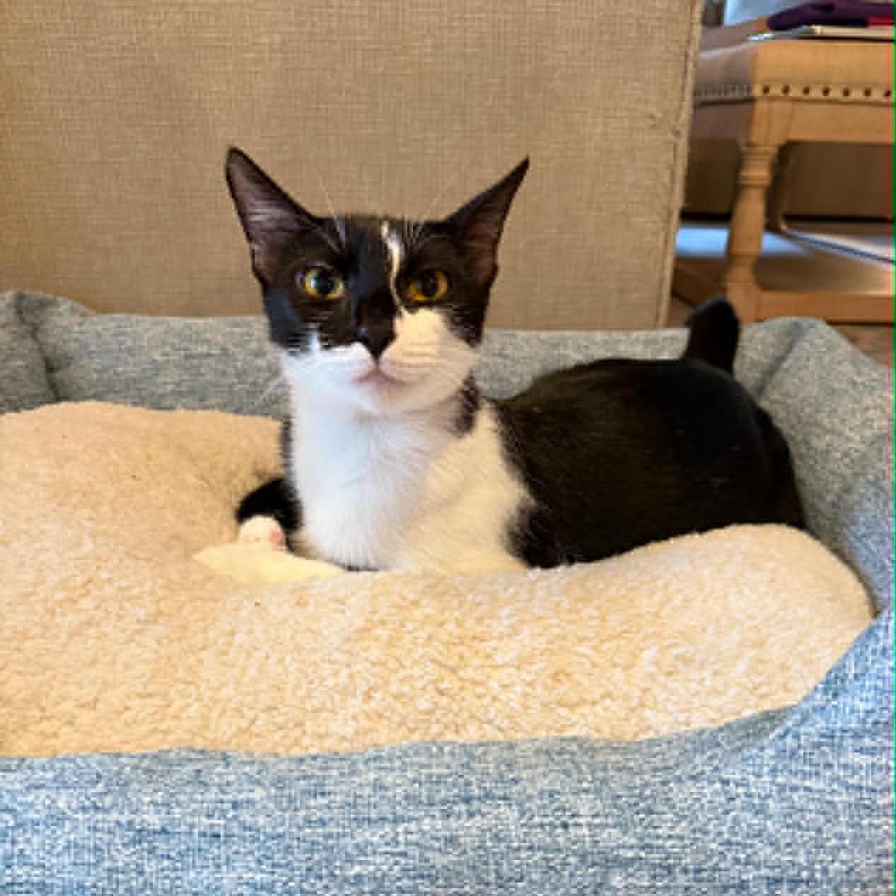 Lamborghini, an adoptable American Shorthair in Danbury, CT image 5/5