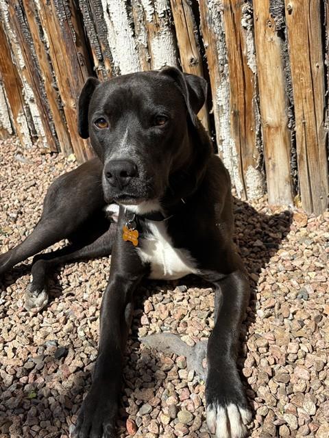 Enlarge FLACO, a Adoptable mixed breed in Albuquerque, NM image 1/1