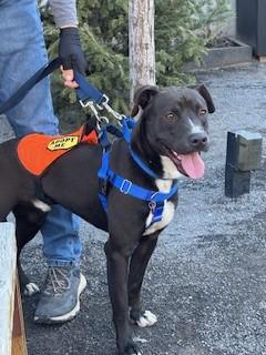 FLACO, Adoptable, Young Male Pit Bull Terrier & Mixed Breed.
