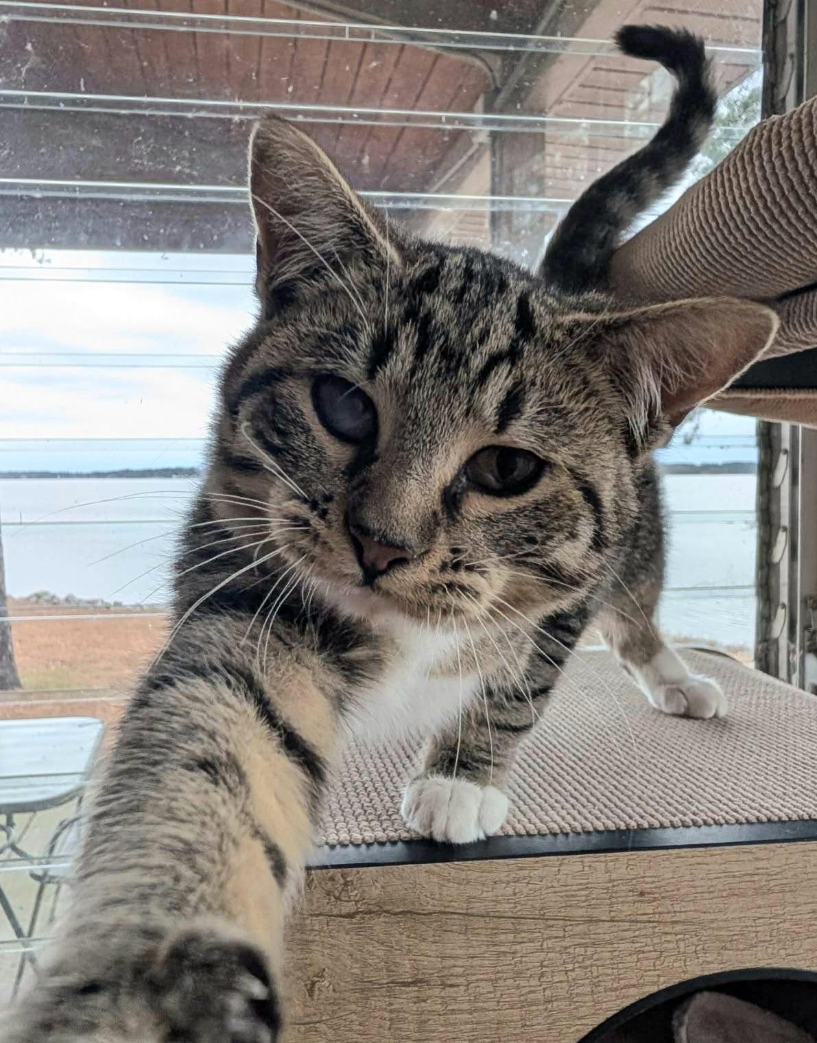 Enlarge RUFUS LEE, a ADOPTABLE Tabby in Elgin, SC image 3/6