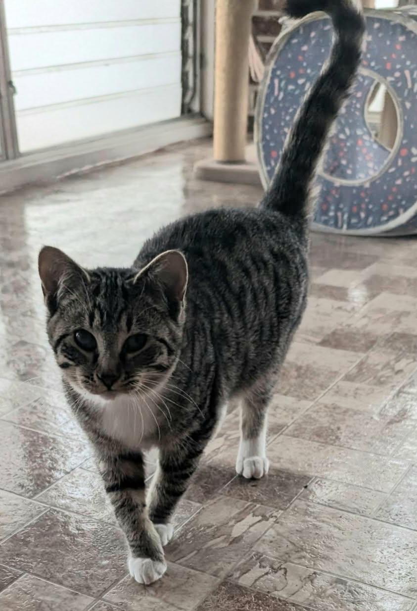 Enlarge RUFUS LEE, a ADOPTABLE Tabby in Elgin, SC image 6/6