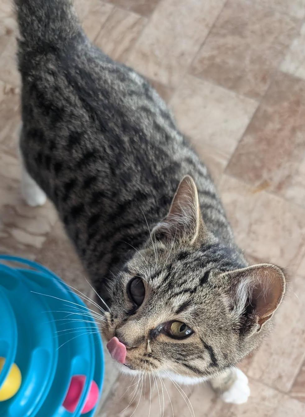 Enlarge RUFUS LEE, a ADOPTABLE Tabby in Elgin, SC image 2/6