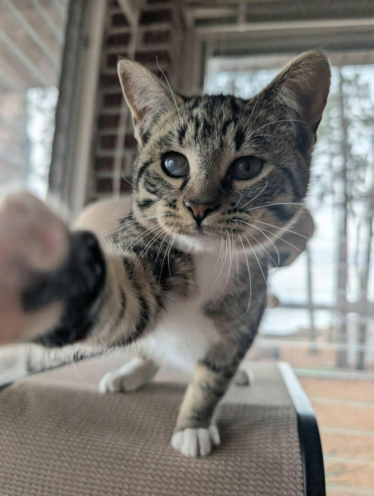 Enlarge RUFUS LEE, a ADOPTABLE Tabby in Elgin, SC image 5/6