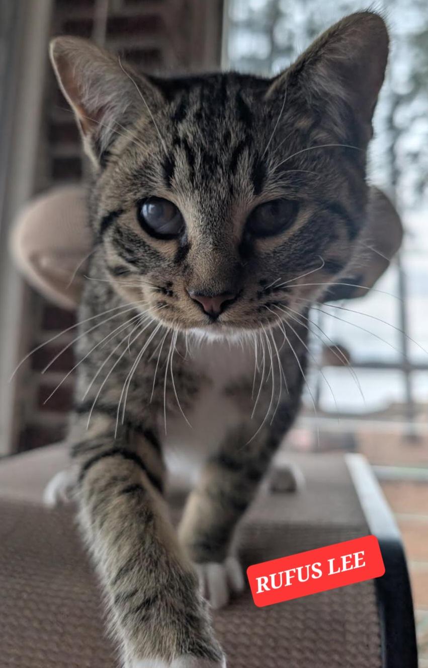 Enlarge RUFUS LEE, a ADOPTABLE Tabby in Elgin, SC image 4/6