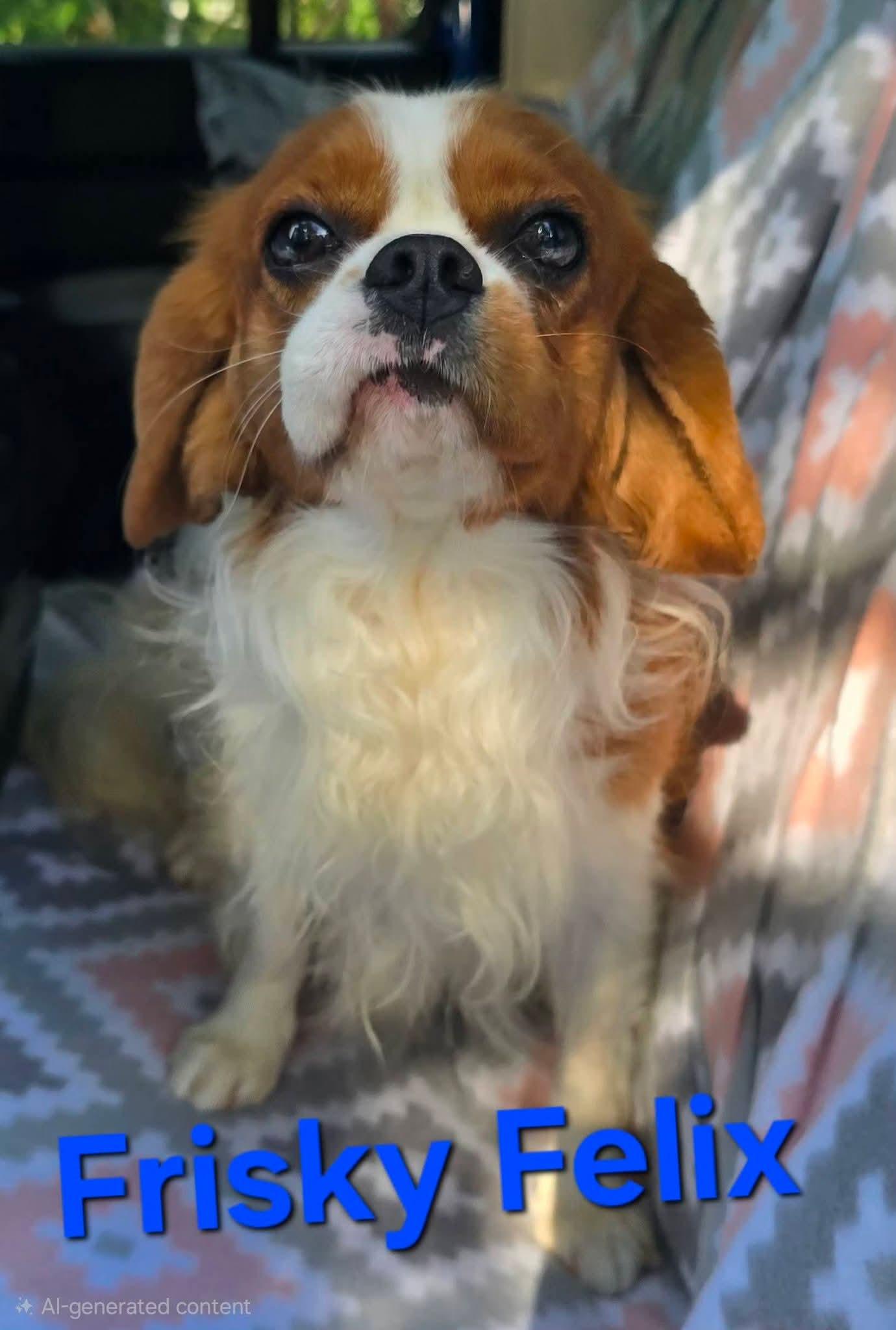 Frisky Felix, Adoptable, Adult Male Cavalier King Charles Spaniel.