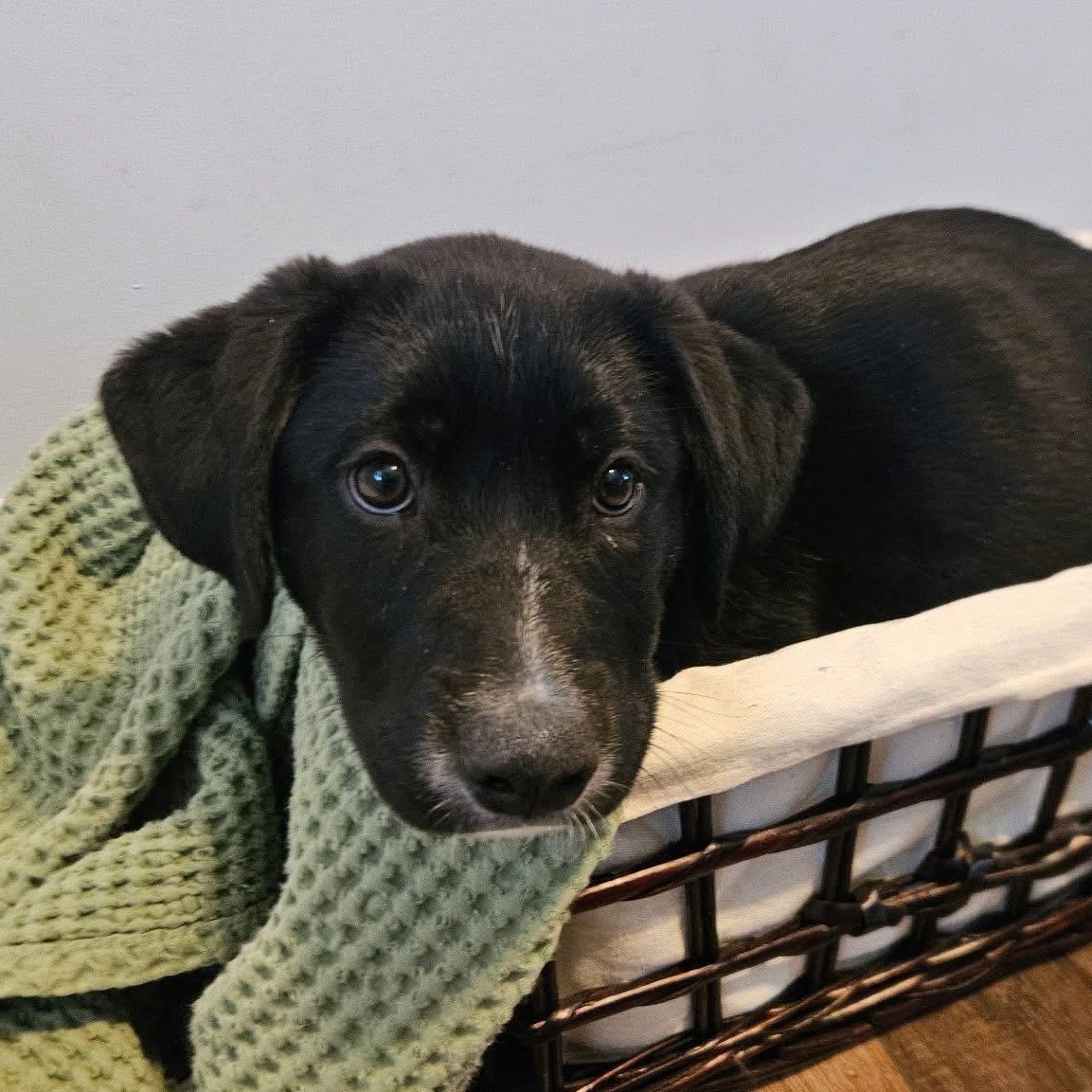 Gopher, adopted, Young Male Black Labrador Retriever.