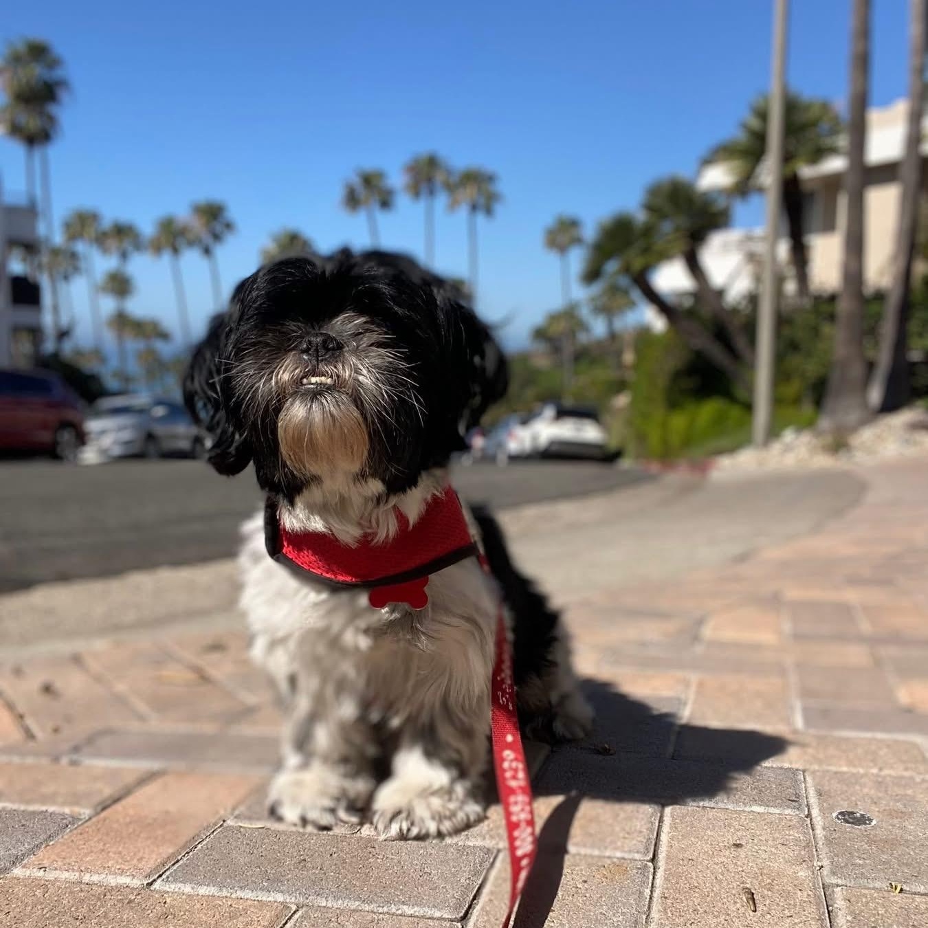 Poppy, ADOPTABLE, Adult Female Shih Tzu.