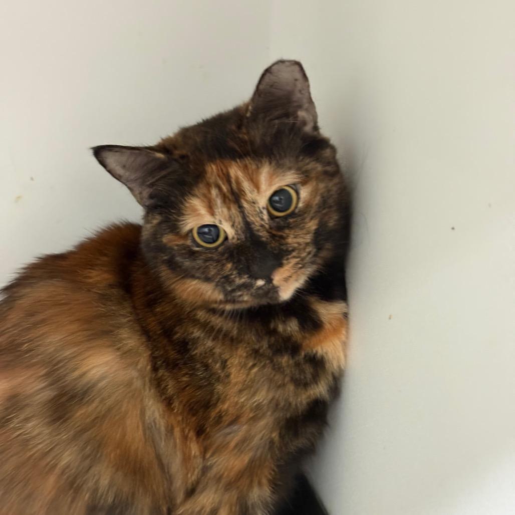 Enlarge Star, a Adoptable American Shorthair in Greenfield, IN image 1/1