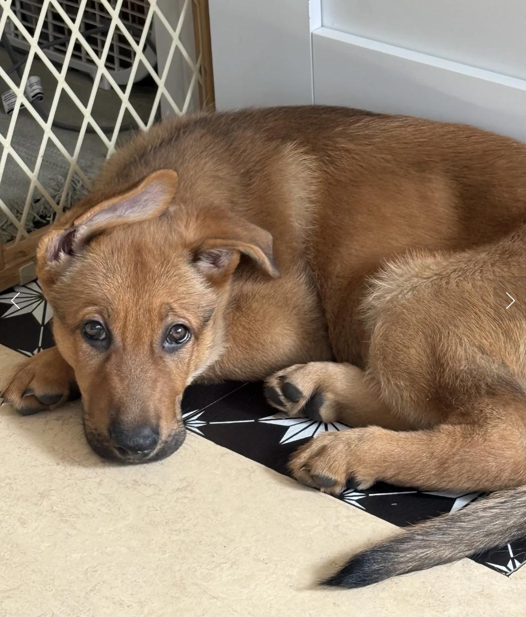 Fish, ADOPTABLE, Puppy Female German Shepherd Dog.