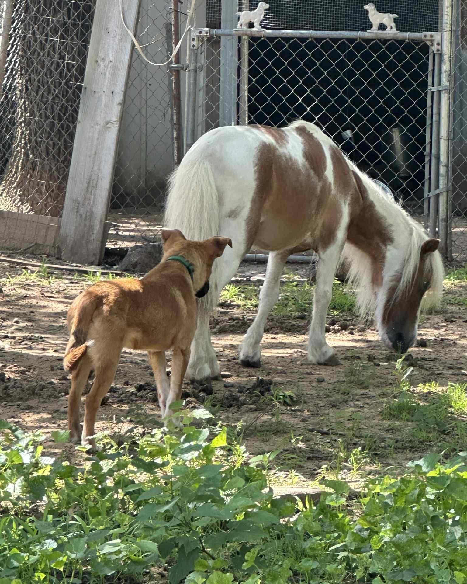TRISTAN 455823 MorePics/InfoForThisPUP!LikesChicksCatsHorses!