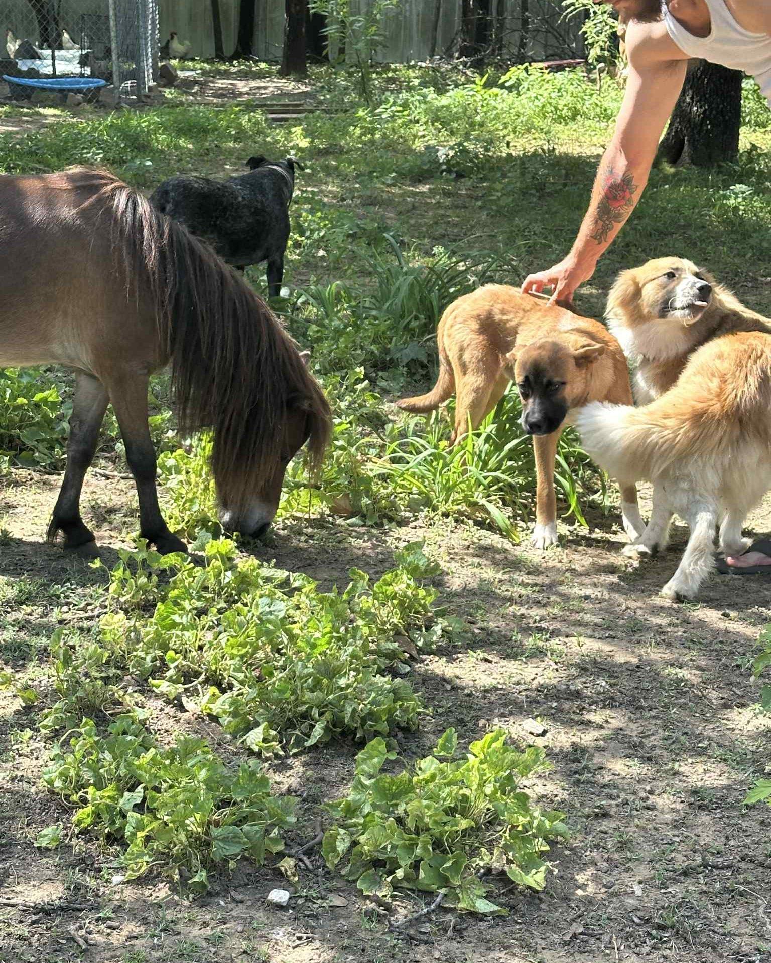 TRISTAN 455823 MorePics/InfoForThisPUP!LikesChicksCatsHorses! photo 3