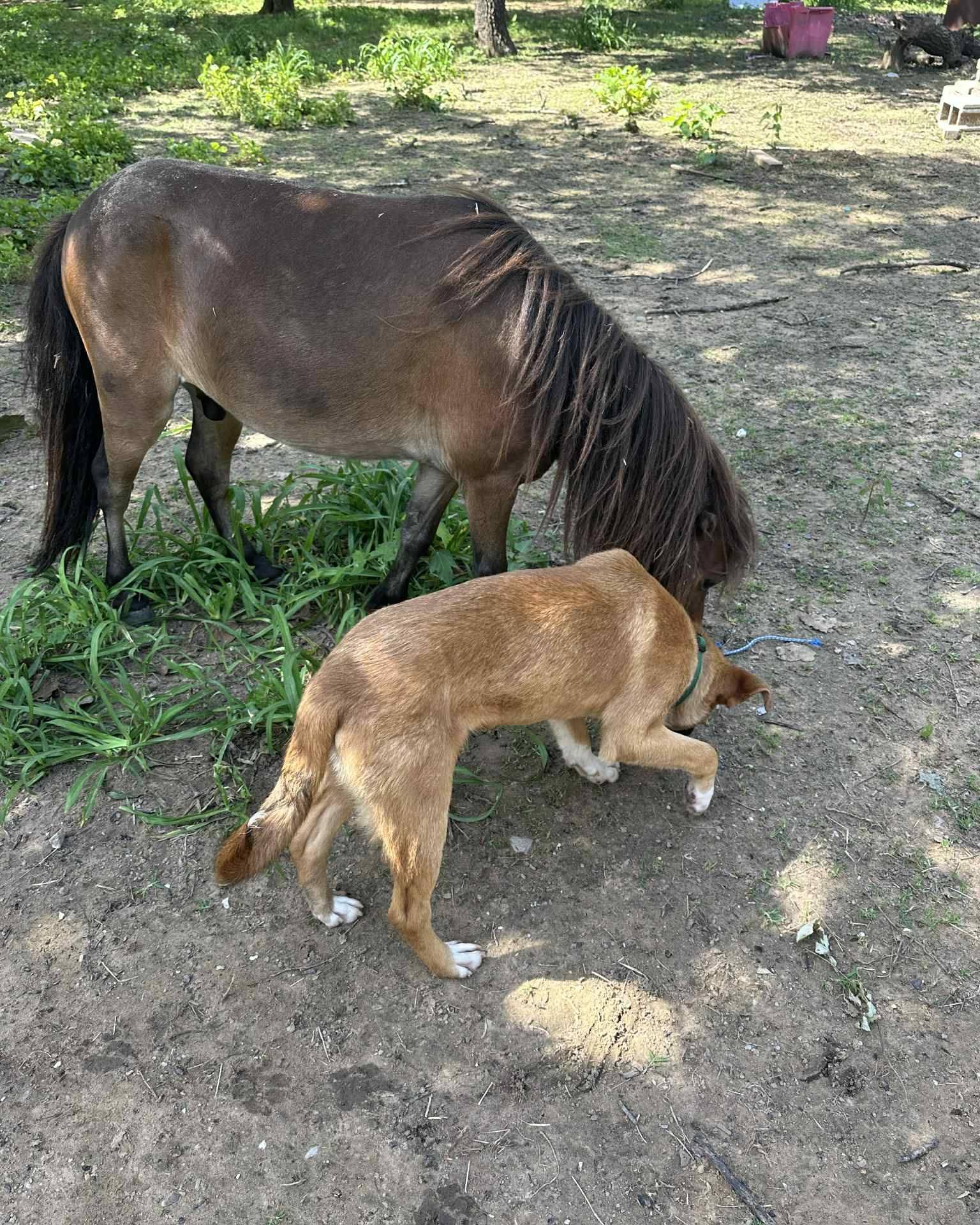 TRISTAN 455823 MorePics/InfoForThisPUP!LikesChicksCatsHorses! photo 5