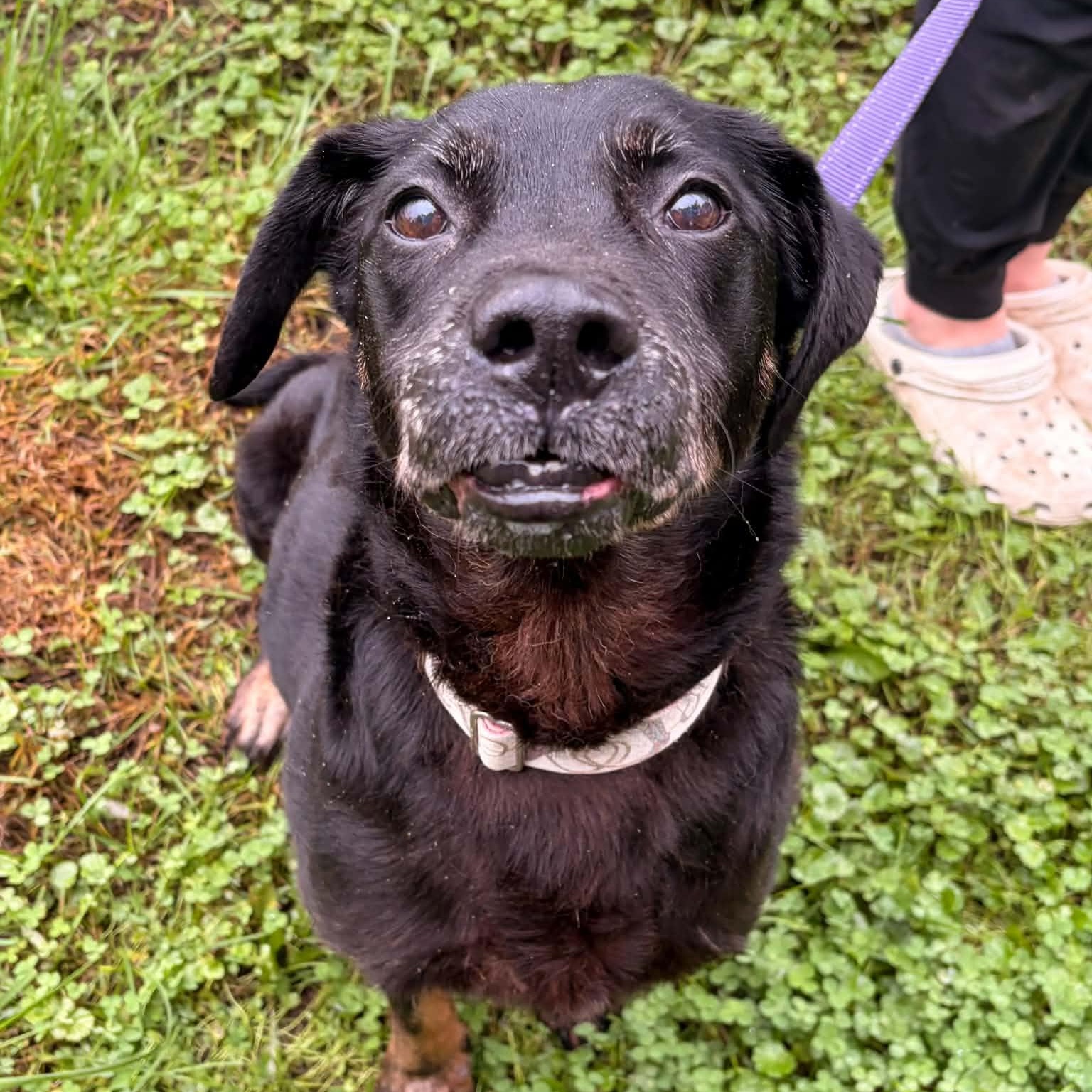 Enlarge Bessie, a Adoptable mixed breed in Waterloo, IA image 2/3