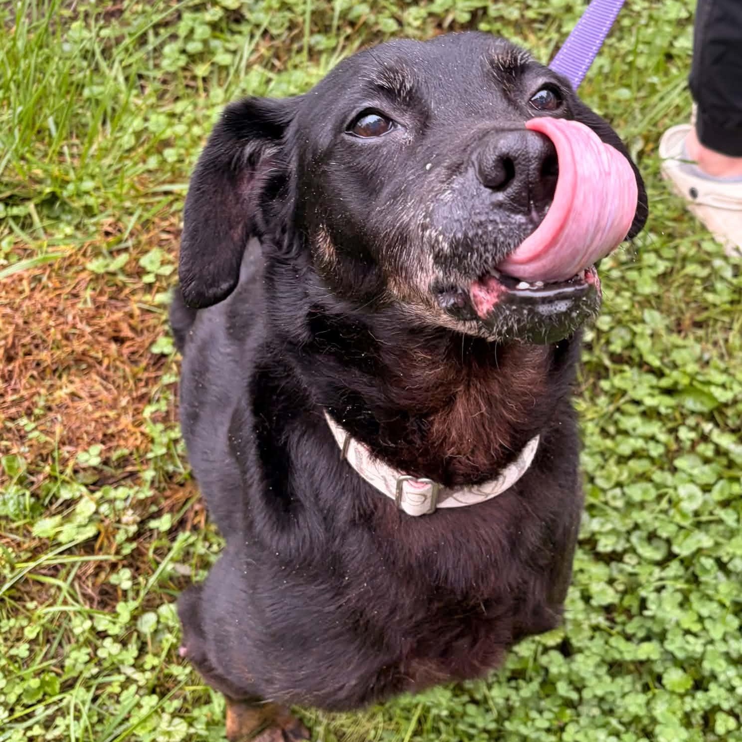 Bessie, Adoptable, Senior Female Black Labrador Retriever & Rottweiler.