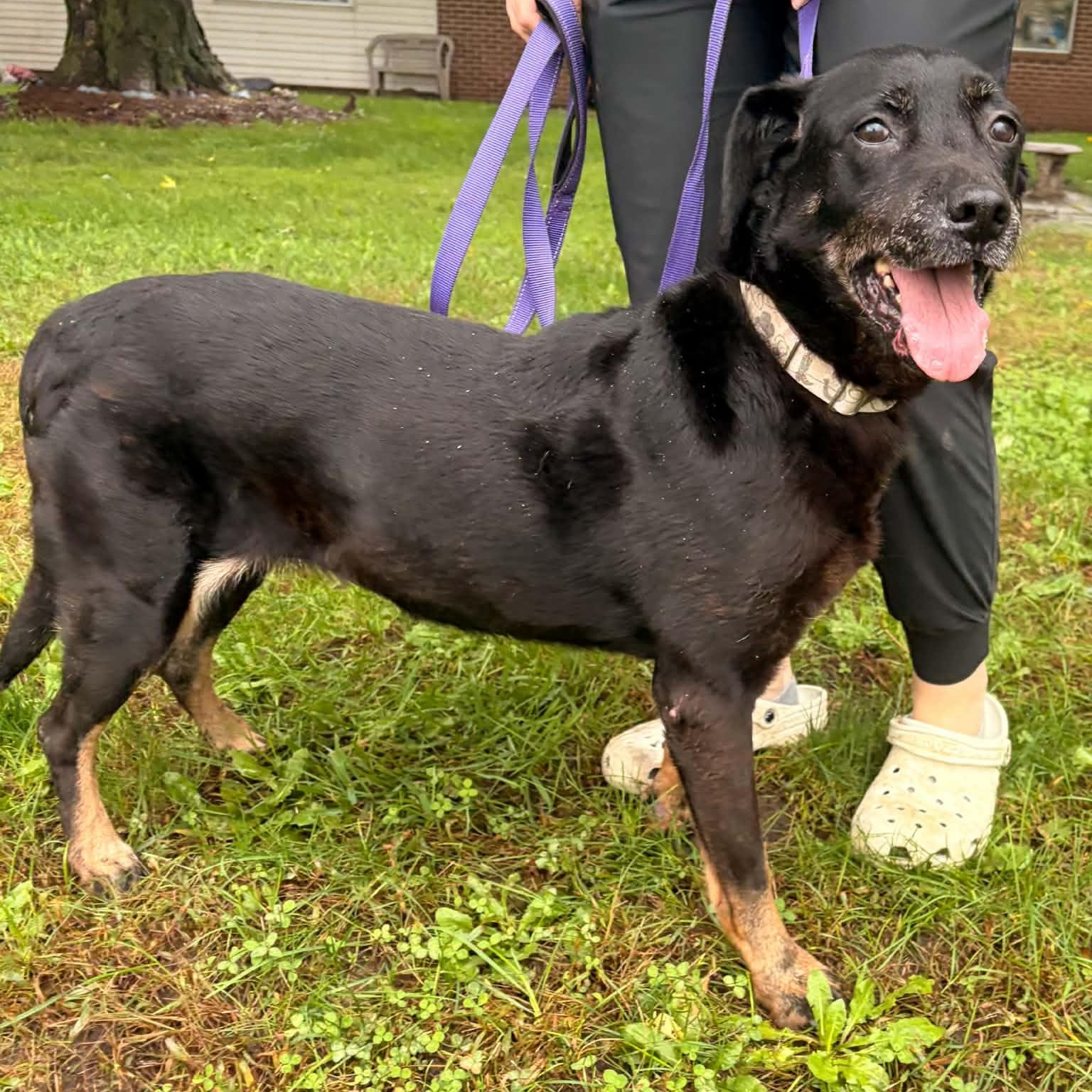 Enlarge Bessie, a Adoptable mixed breed in Waterloo, IA image 3/3