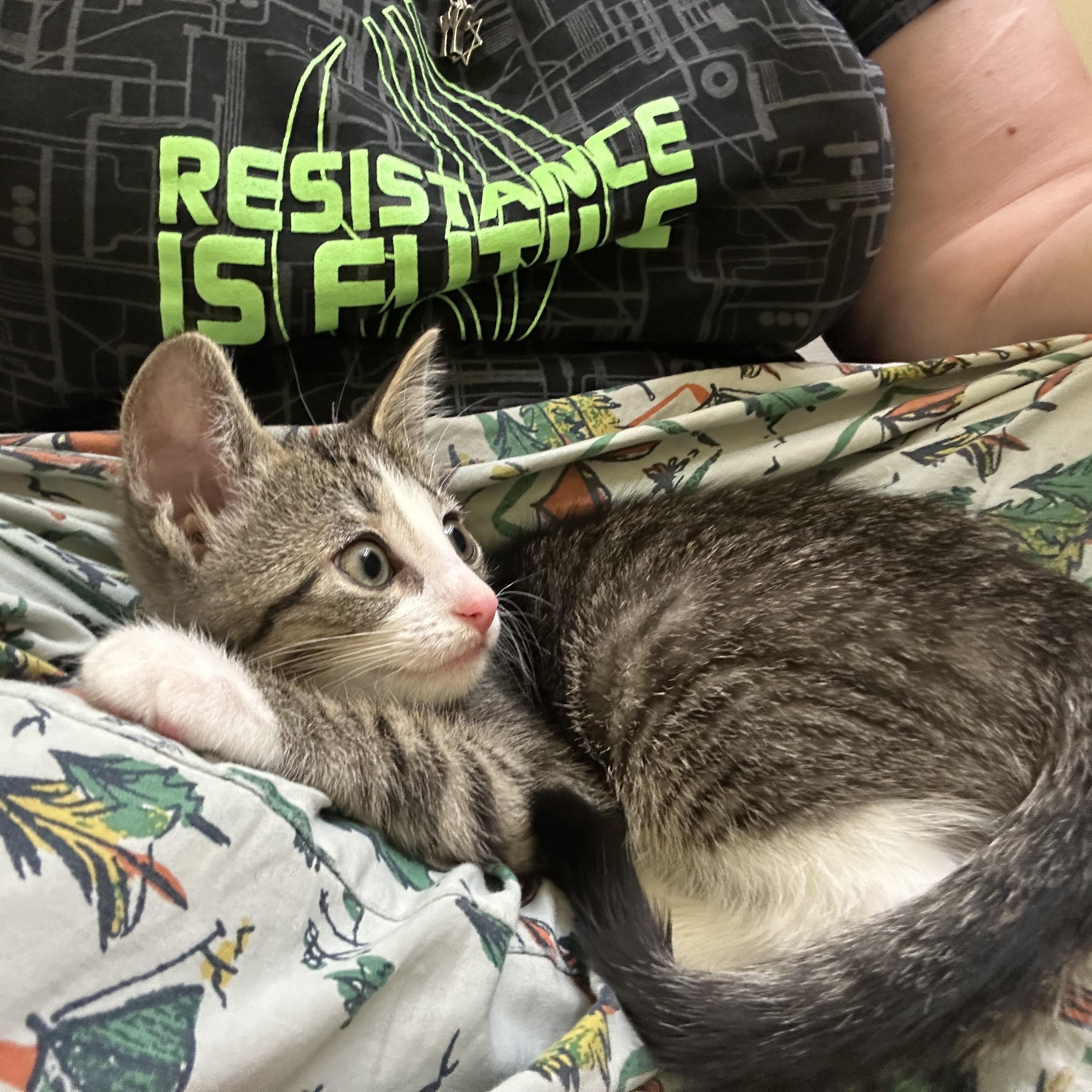 Cinnamon Bun, an adopted Domestic Short Hair in Elkton, MD image 2/4