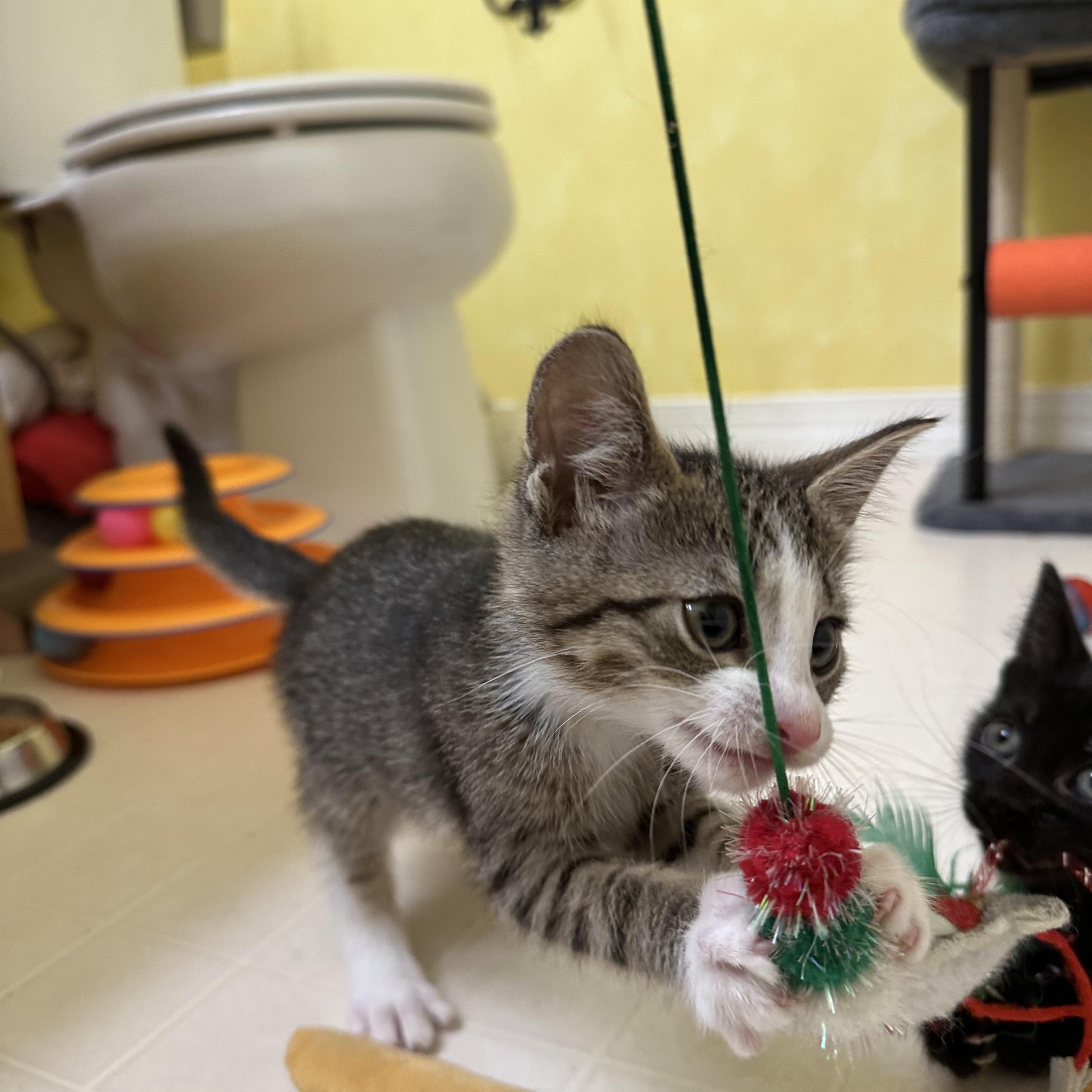 Cinnamon Bun, an adopted Domestic Short Hair in Elkton, MD image 1/4