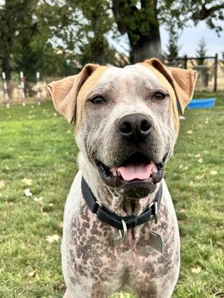 Kahlua, ADOPTABLE, Adult Male Mixed Breed.