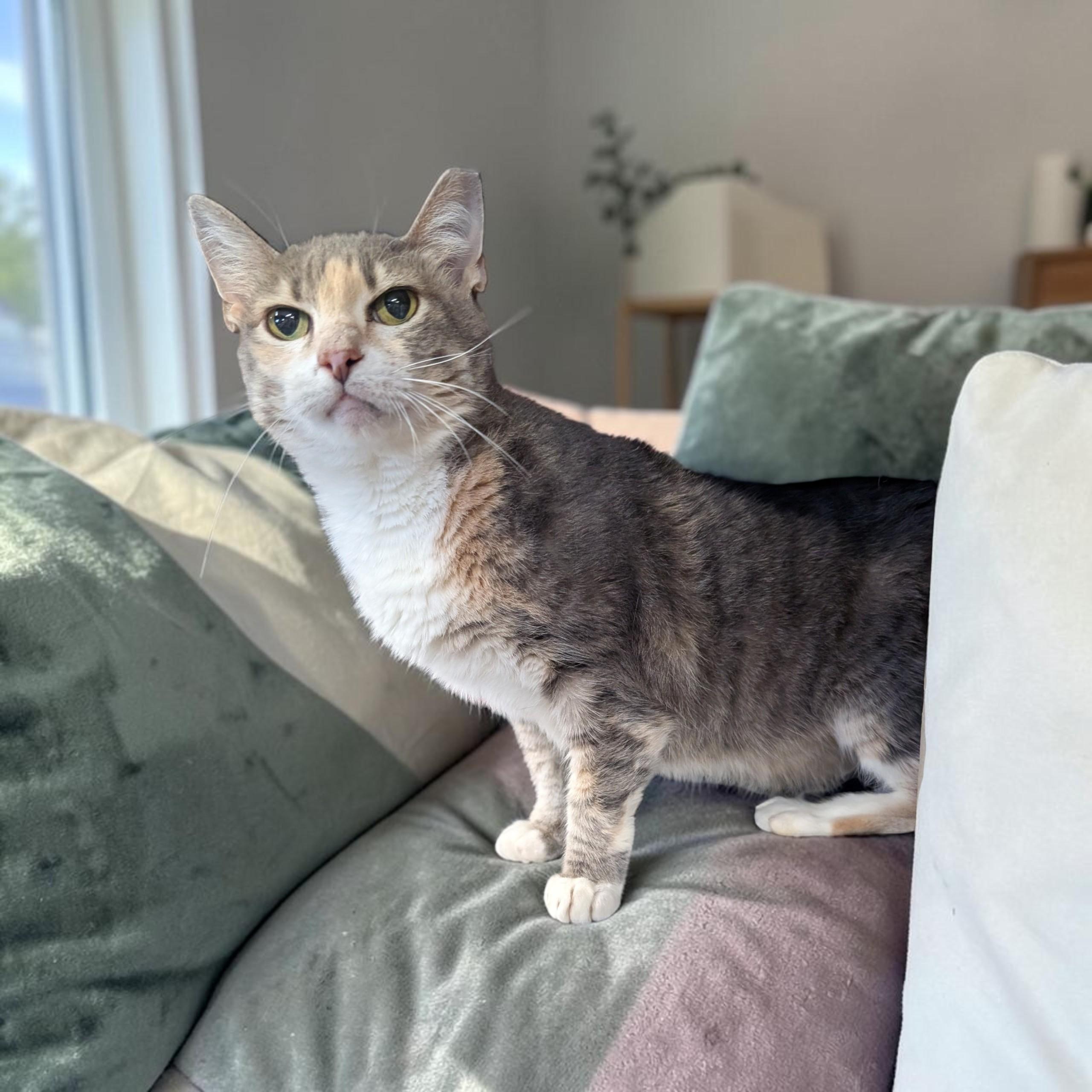 Pinky, Adoptable, Senior Female Dilute Calico.