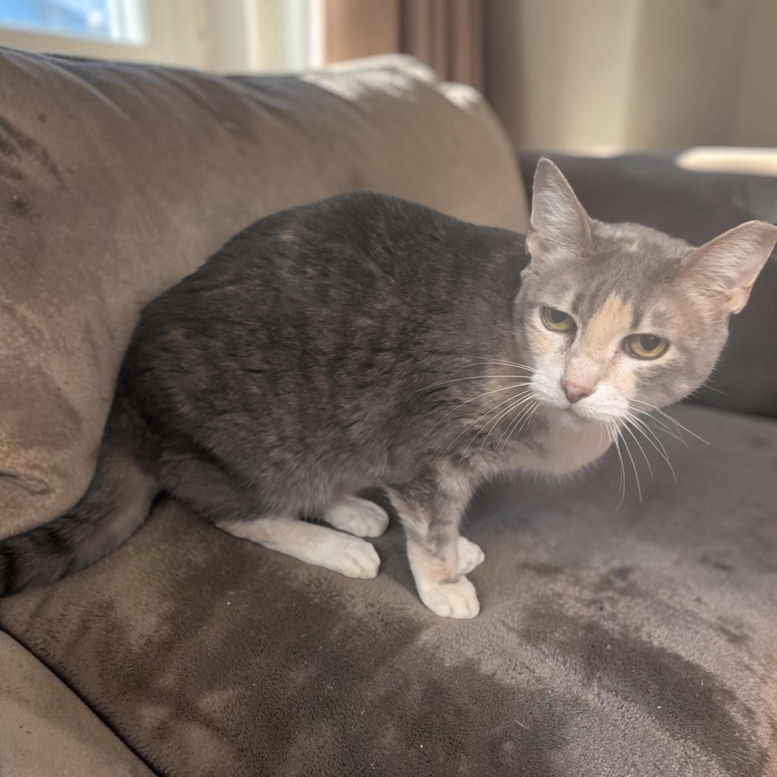 Enlarge Pinky, a Adoptable Dilute Calico in Asheville, NC image 5/5