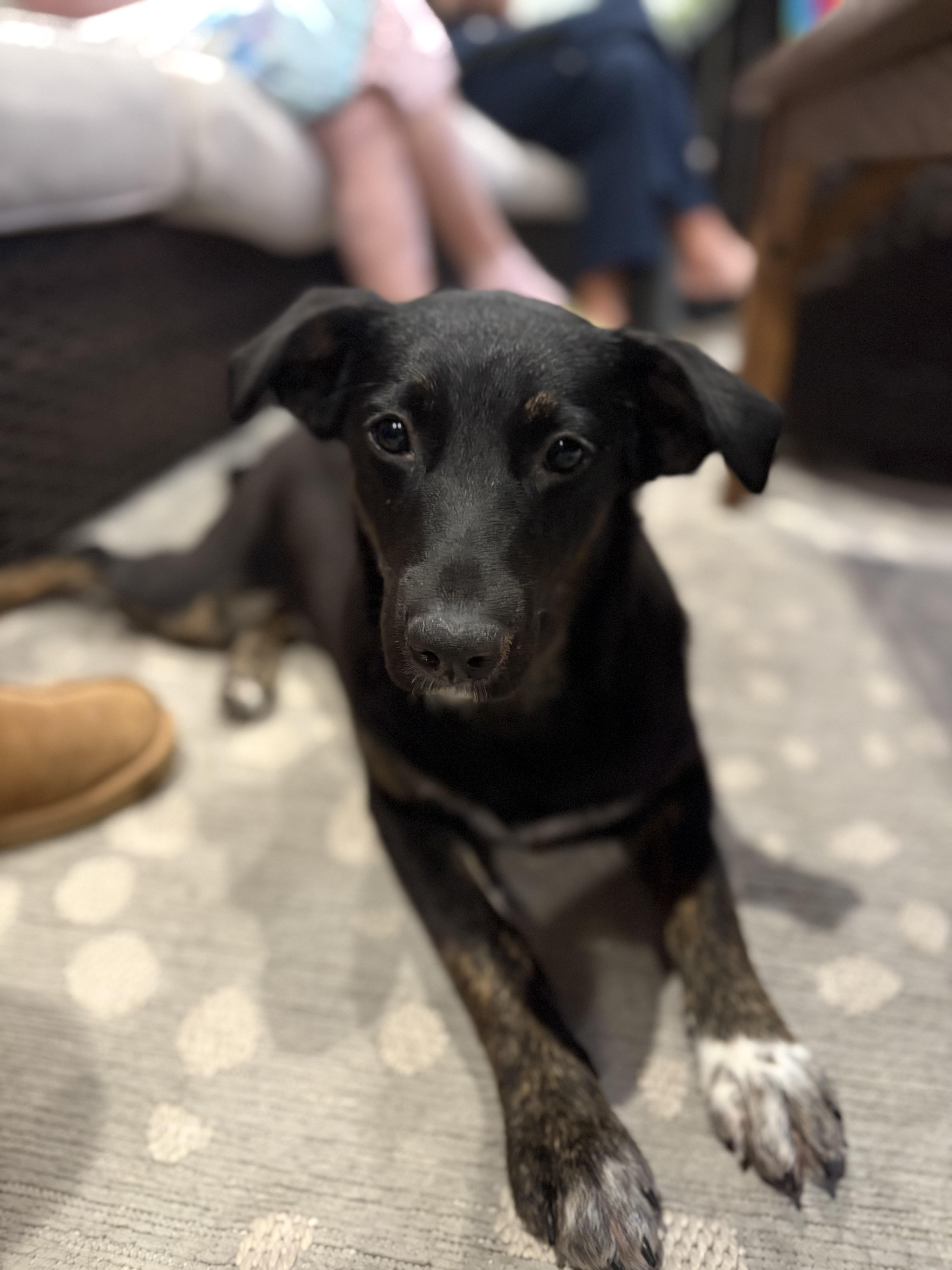 Bebe