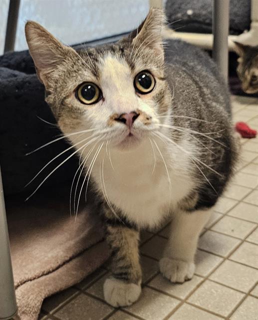 Enlarge YAGER, a Adoptable Domestic Short Hair in Clyde, NC image 1/1