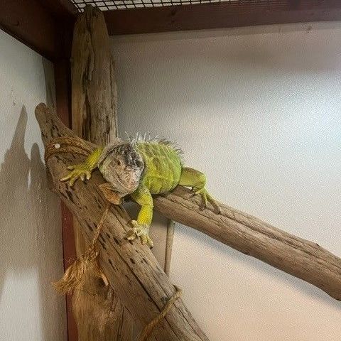 Enlarge Laurie, a Adoptable Iguana in Quilcene, WA image 1/2
