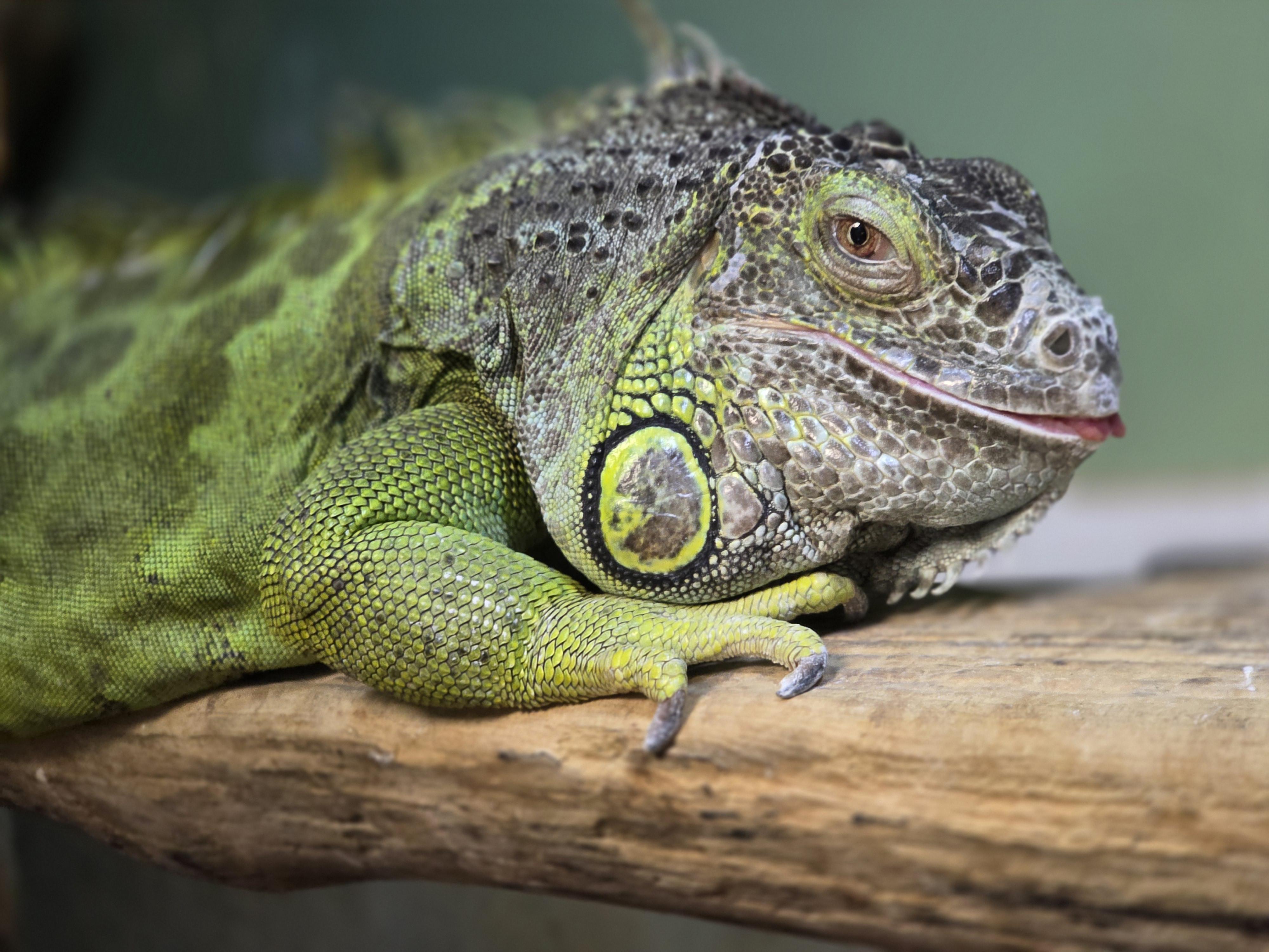 Laurie, Adoptable, Adult Female Iguana.