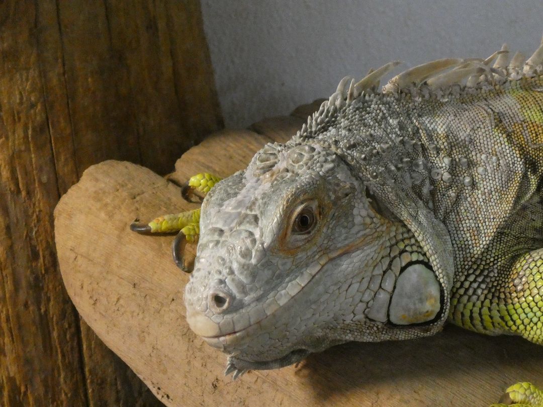 Enlarge Laurie, a Adoptable Iguana in Quilcene, WA image 2/2