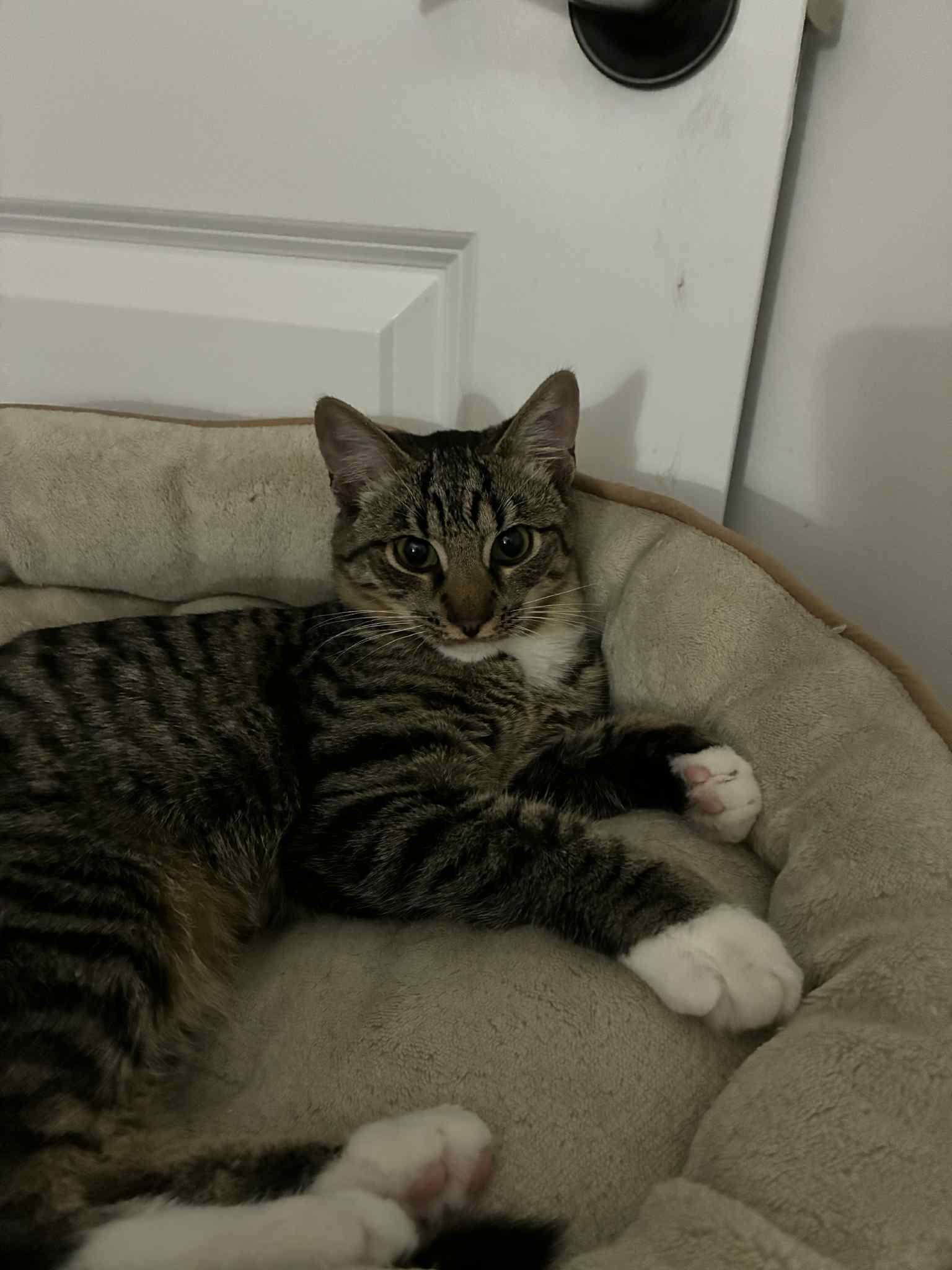 Enlarge Hammy , a ADOPTABLE Tabby in Charlotte, NC image 1/5