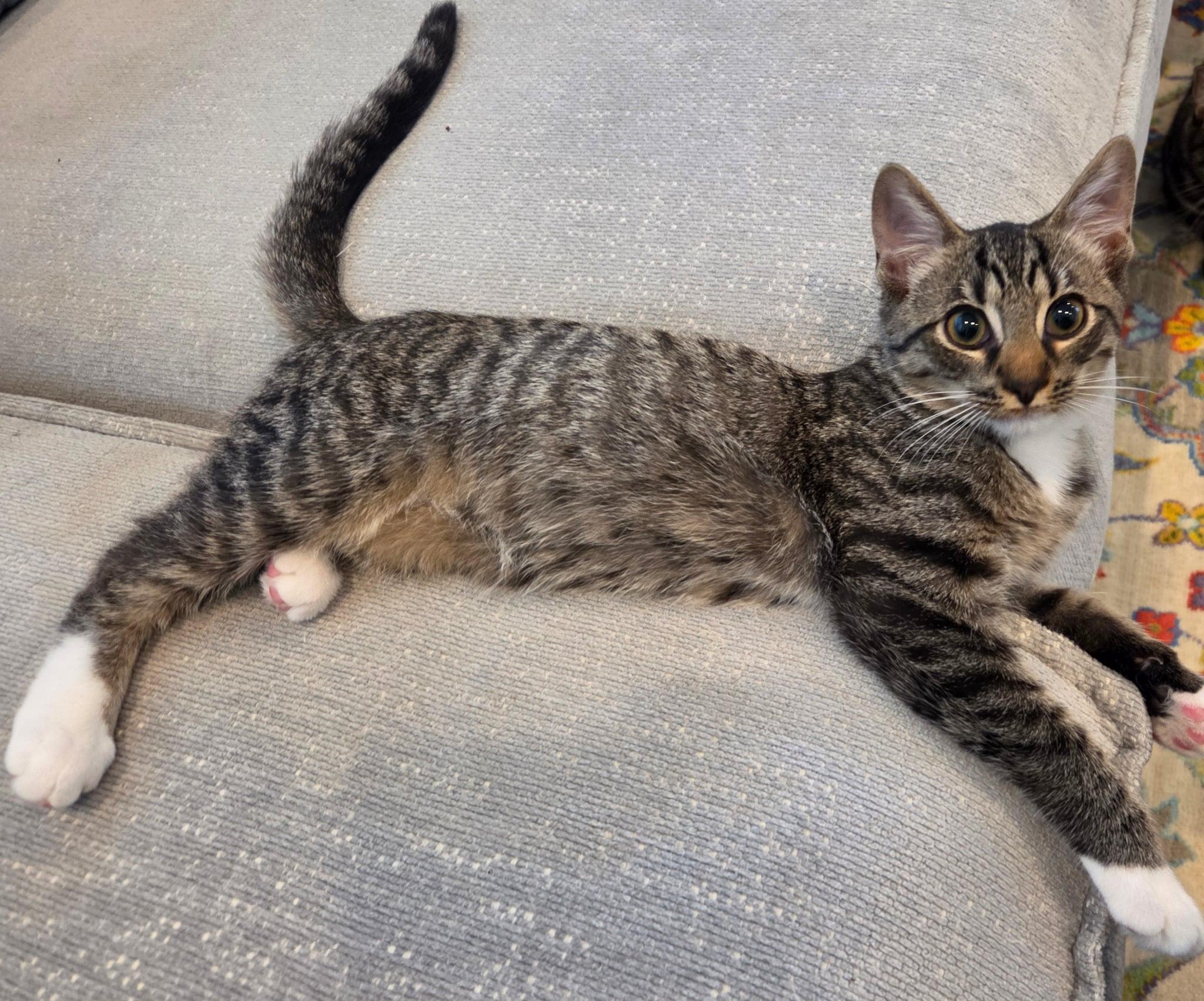 Enlarge Hammy , a ADOPTABLE Tabby in Charlotte, NC image 5/5