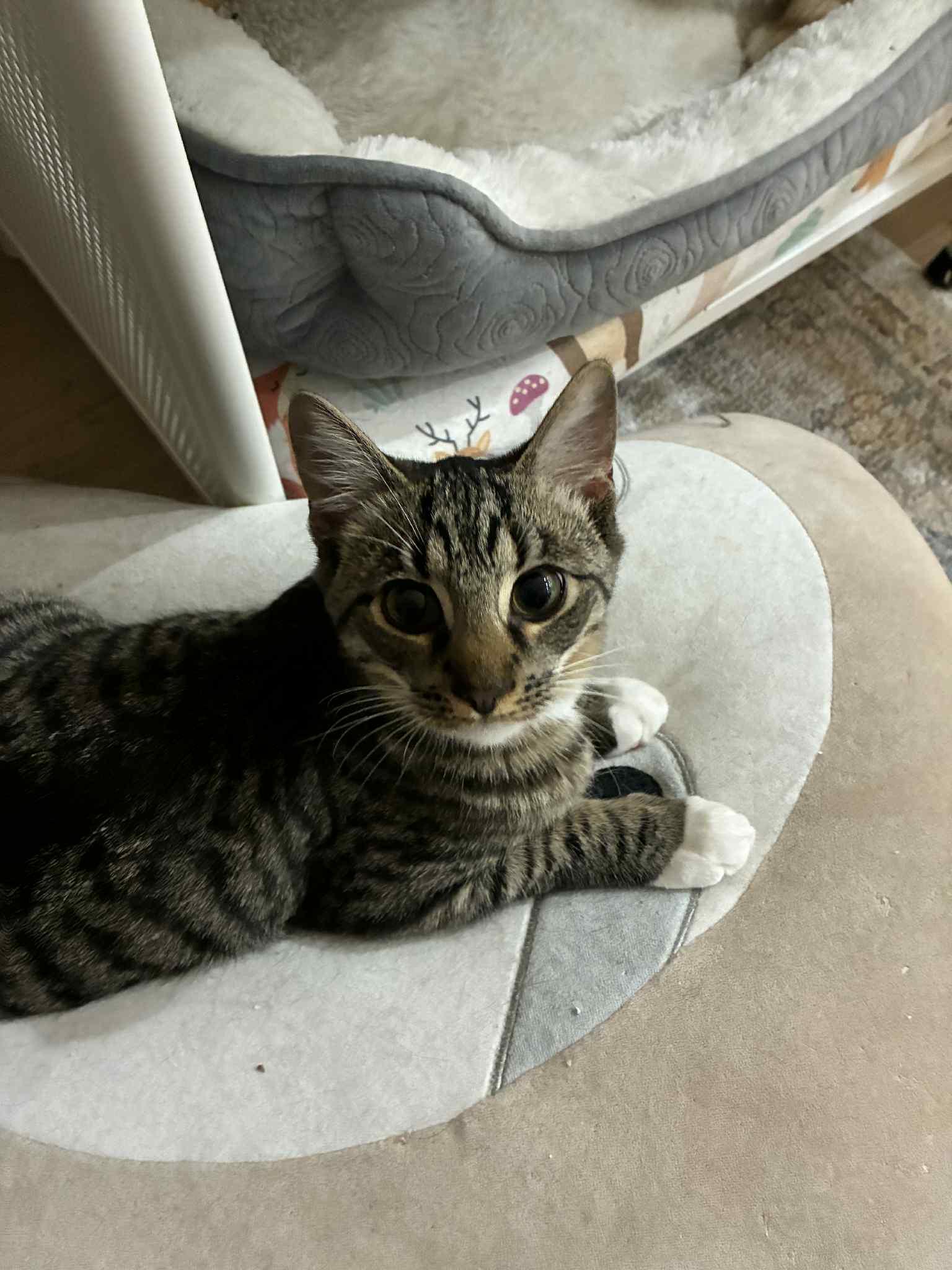 Enlarge Hammy , a ADOPTABLE Tabby in Charlotte, NC image 3/5